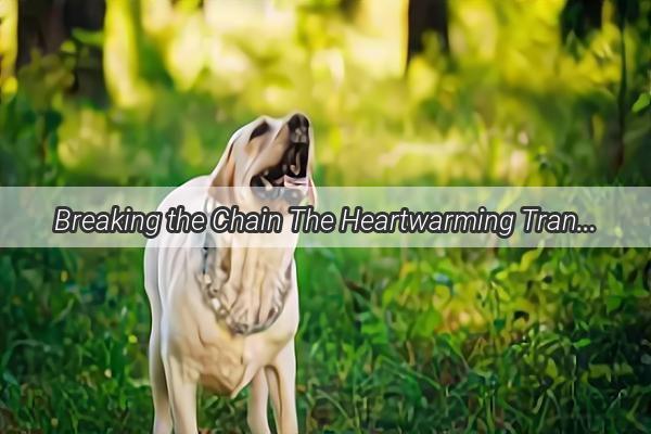 Breaking the Chain The Heartwarming Transformation of a Caged Canines New Beginning